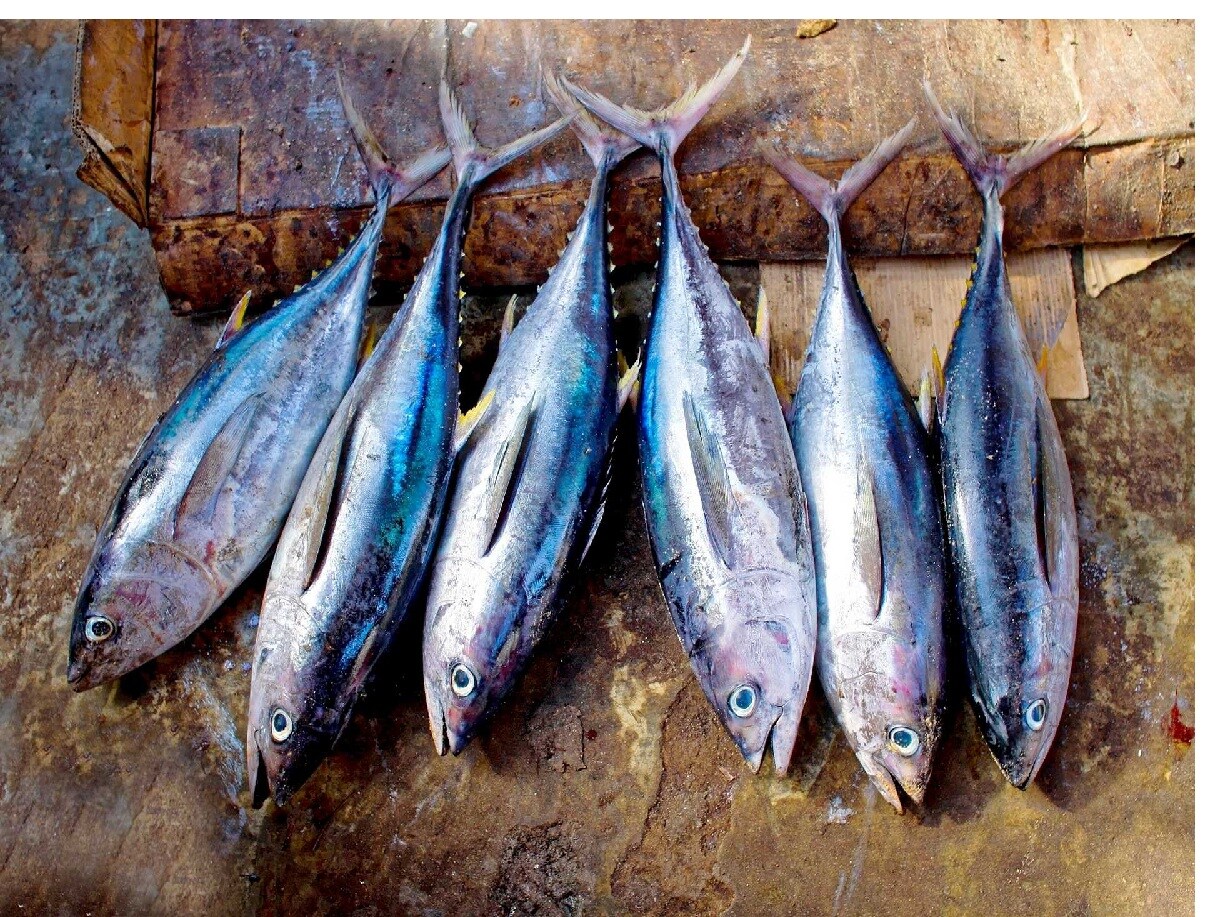 Tuna: Tuna is rich in vitamins B1, B2, B3, B6, B12, and vitamin D, but it also contains high levels of mercury. Consuming tuna frequently can lead to mercury poisoning. Farmed tuna may contain hormones and antibiotics that further harm human health. (News18 Bengali) Tuna: Tuna is rich in vitamins B1, B2, B3, B6, B12, and vitamin D, but it also contains high levels of mercury. Consuming tuna frequently can lead to mercury poisoning. Farmed tuna may contain hormones and antibiotics that further harm human health. (News18 Bengali)