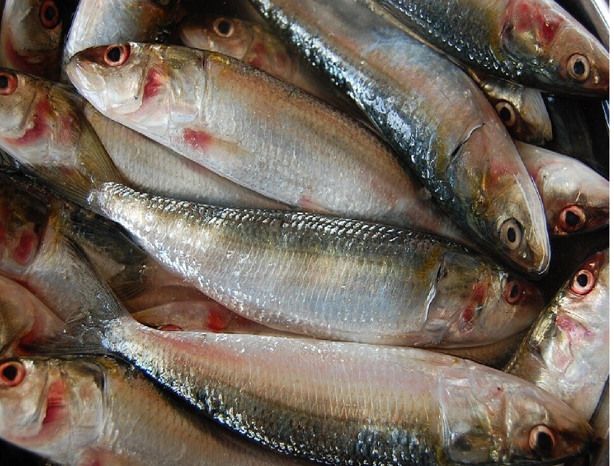 Sardine: Similar to tuna, sardines are marine fish with considerable mercury content. High consumption may result in severe health complications. (News18 Bengali) Sardine: Similar to tuna, sardines are marine fish with considerable mercury content. High consumption may result in severe health complications. (News18 Bengali)