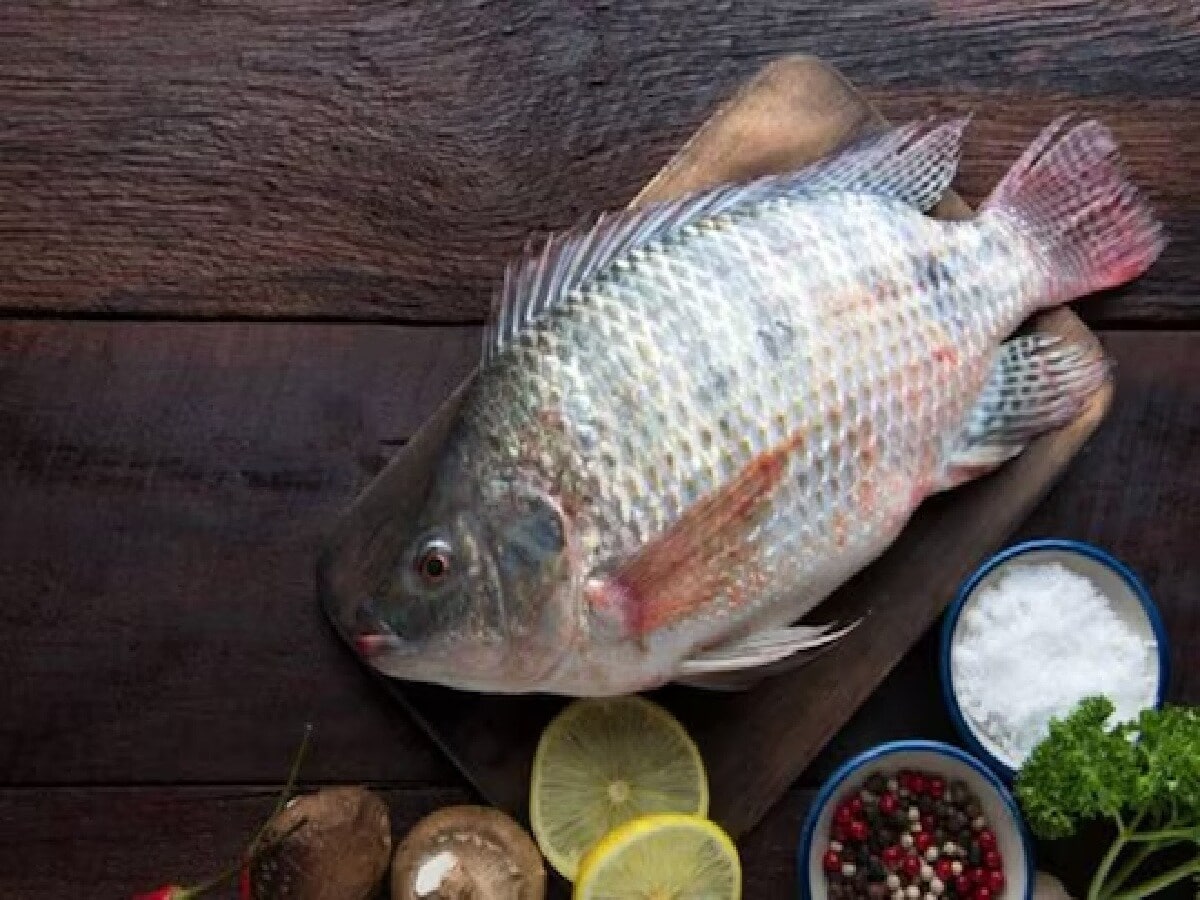 Catfish: Farmed catfish are treated with chemicals to enhance growth and taste. The use of pesticides and other additives significantly increases the risk of cancer and other chronic health issues. (News18 Bengali) Catfish: Farmed catfish are treated with chemicals to enhance growth and taste. The use of pesticides and other additives significantly increases the risk of cancer and other chronic health issues. (News18 Bengali)