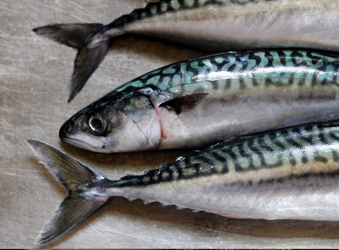 Mackerel: Mackerel is a good source of vitamins A and D, but like tuna, it contains mercury. Frequent consumption may lead to mercury accumulation and long-term health hazards. (News18 Bengali) Mackerel: Mackerel is a good source of vitamins A and D, but like tuna, it contains mercury. Frequent consumption may lead to mercury accumulation and long-term health hazards. (News18 Bengali)