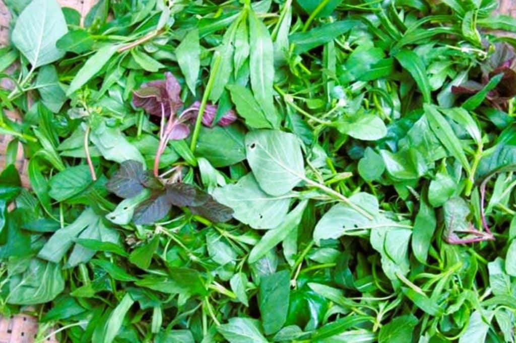 Green leafy vegetables, collectively called saag, are often regarded as a powerhouse of health, packed with essential vitamins, minerals and medicinal properties. (News18 Bengali) Green leafy vegetables, collectively called saag, are often regarded as a powerhouse of health, packed with essential vitamins, minerals and medicinal properties. (News18 Bengali)