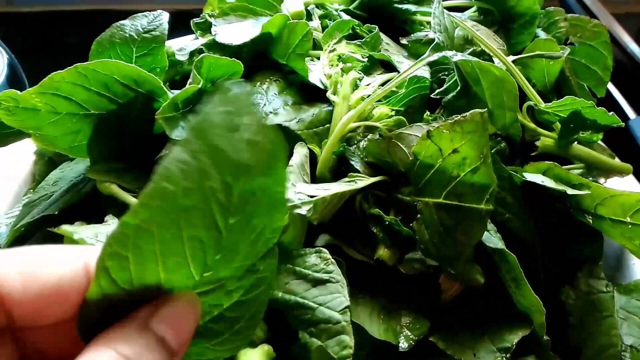 What makes it stand out is its dense nutritional profile. Packed with protein, iron, potassium, zinc, magnesium, and vitamins A, B, C and E, this vegetable is known to fight anaemia, improve eyesight, strengthen immunity and naturally detoxify the body. (News18 Bengali) What makes it stand out is its dense nutritional profile. Packed with protein, iron, potassium, zinc, magnesium, and vitamins A, B, C and E, this vegetable is known to fight anaemia, improve eyesight, strengthen immunity and naturally detoxify the body. (News18 Bengali)