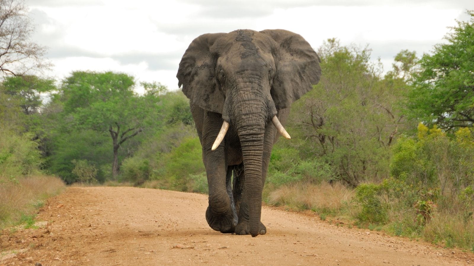 African Elephant African Elephant
