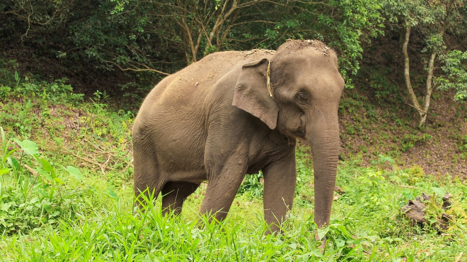 Asian Elephant Asian Elephant