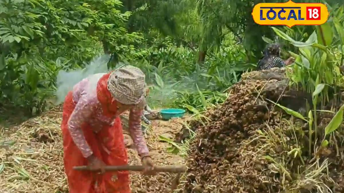 <div>Put Rs 2.5 Lakh & Get Rs 10 Lakh: A Crop That Can Change Farmers’ Lives Overnight</div> <div>Put Rs 2.5 Lakh & Get Rs 10 Lakh: A Crop That Can Change Farmers’ Lives Overnight</div>