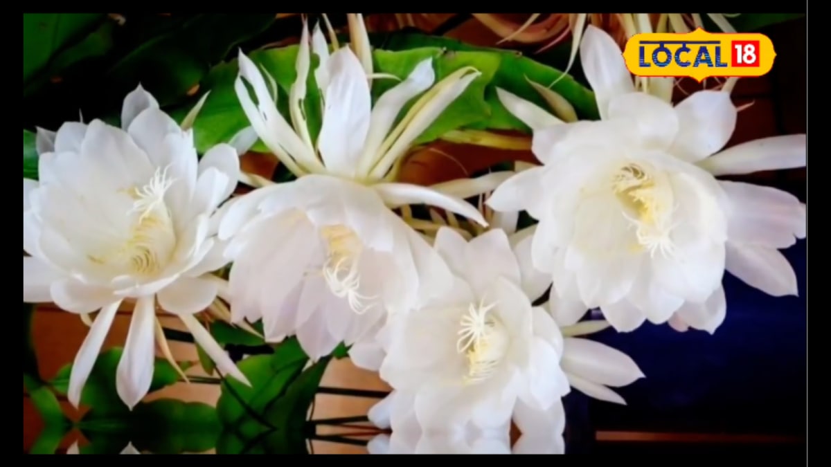 Said To Be Born From Brahma’s Tears, This Rare Flower Is A Symbol Of Fortune And Healing | Lifestyle News