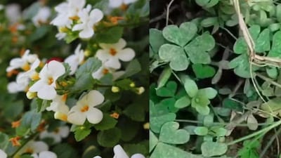 Ayurvedic expert Dr Meenu Gupta recommends a mix of Brahmi leaves, basil leaves, and a spoonful of honey for heart health. (Photo: News18 Telugu)