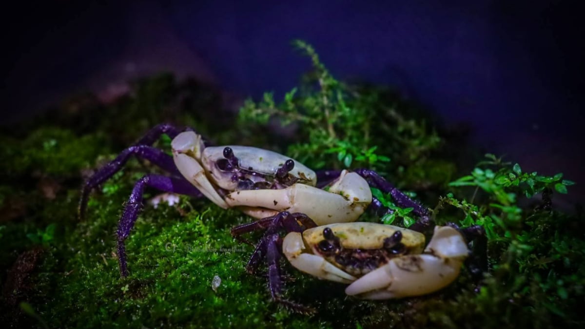 Rare Purple ‘King Crab’ Spotted In Thailand’s World Heritage Forest