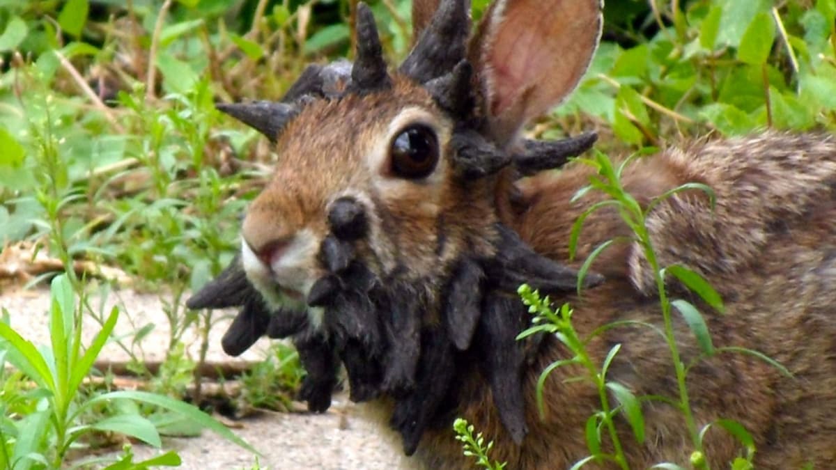 Experts Warn Public To Avoid Rabbits With Dangerous Head Growths In Colorado