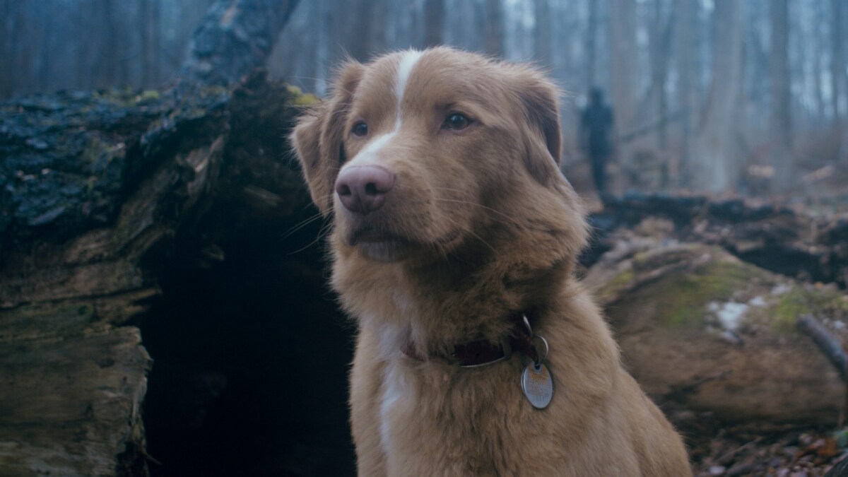 Good Boy Trailer Fuels Concerns Over Dog's Fate