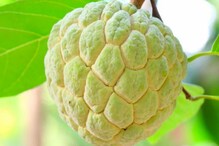 Custard Apple: Why This Sweet Fruit Can Be A Silent Threat To Your Health