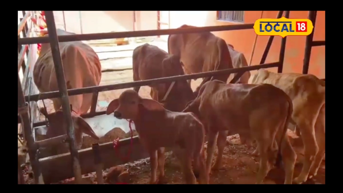 Want More Milk Out Of Your Cattle? Feed Them This Miracle Mix For 3 Days