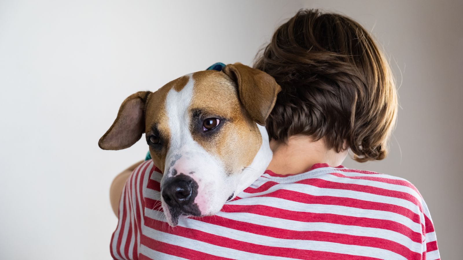 Why Dogs, More Than Any Other Pet, Are Wired to Catch Emotional Changes