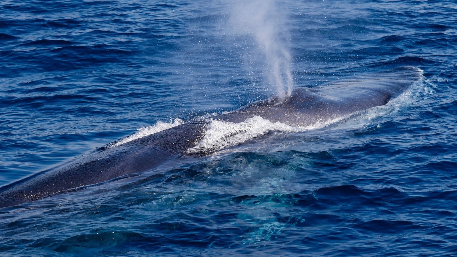 Fin Whale Fin Whale