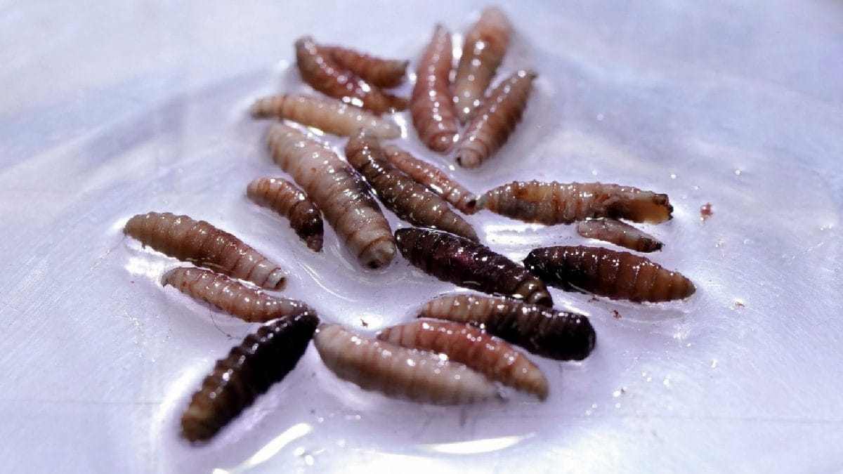 Maggots That Eat Living Flesh Found Inside US Man After Central America Trip