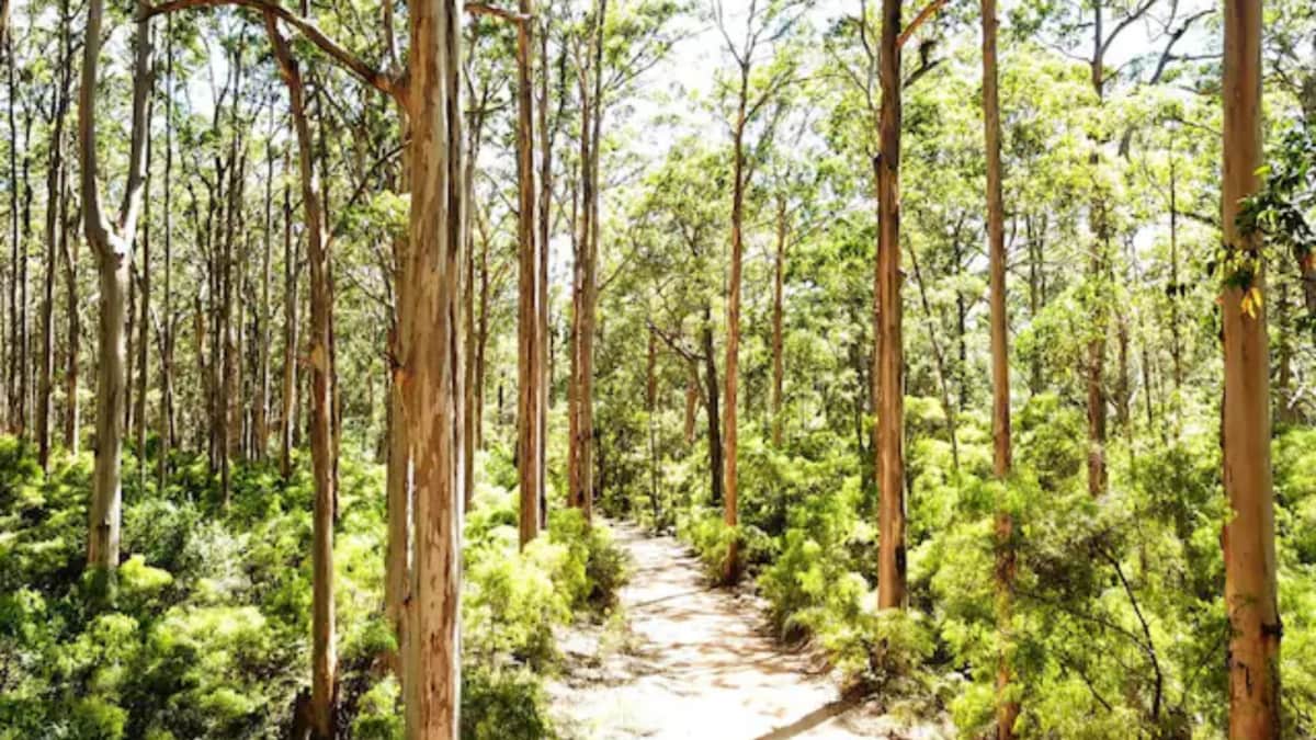Heaviest Insect Species Discovered in Australian Rainforest
