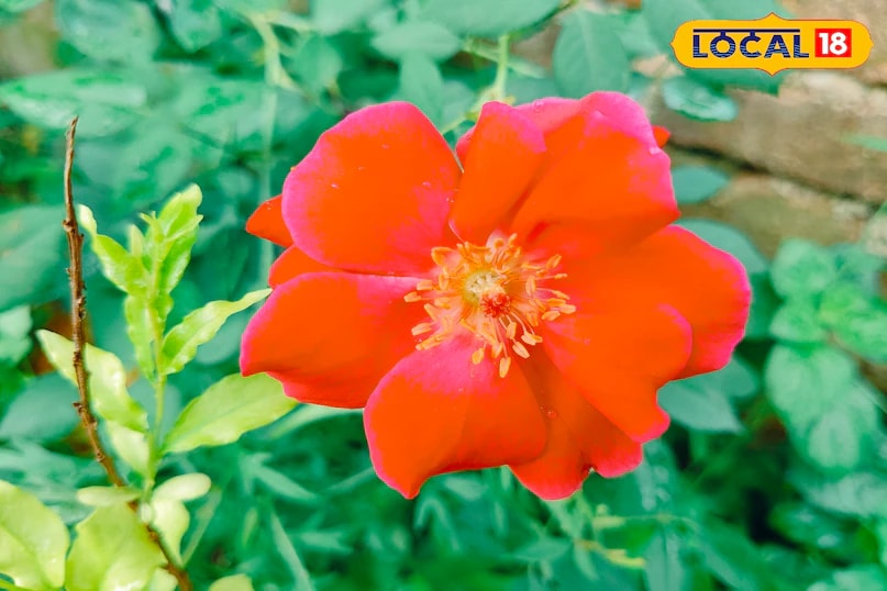 Such plants are ideal for balconies, gardens, or indoor pots. They require minimal care yet provide continuous blossoms, offering a low-cost way to enhance the aesthetic appeal of a home. (News18 Hindi)
