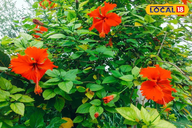 For smaller spaces, fragrant oleander plants can be grown in pots. Compact yet visually striking, their scented blossoms make them a popular choice for adding beauty to homes. (News18 Hindi) 