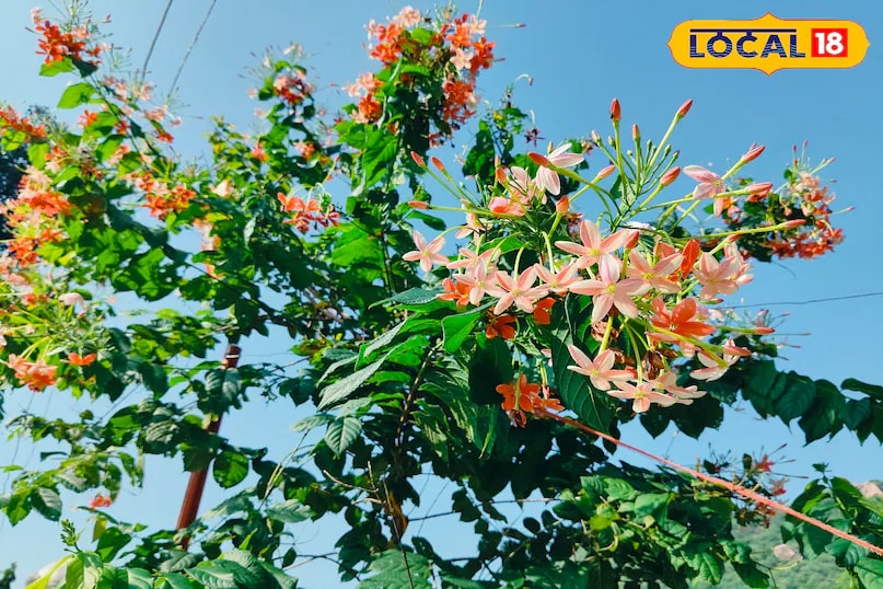 The Upomia plant, commonly known as Morning Glory, features fast-growing vines and vibrant flowers that look stunning in the morning light. It also helps purify the air, improving the home environment. (News18 Hindi) 
