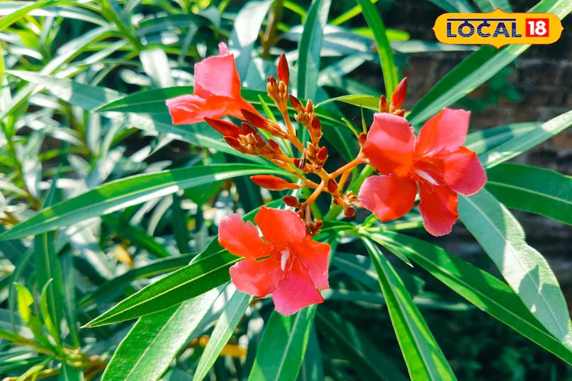 Hibiscus is another favourite, known for its ornamental and medicinal qualities. Its flowers bloom throughout the year, offering continuous colour and fragrance for gardens, balconies, or pots. (News18 Hindi) 