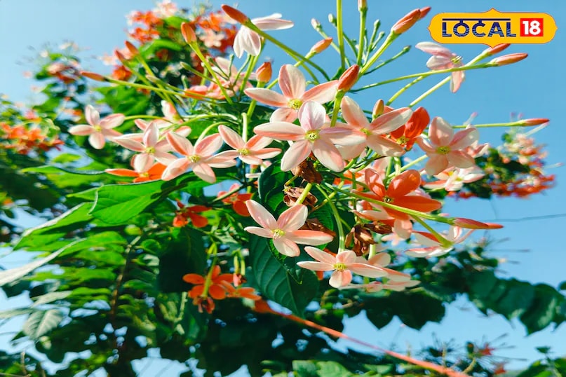 The Madhu Malti plant, or Chinese Honeysuckle, grows red, pink, and white flowers in clusters. Its sweet fragrance and fast-growing vines add charm and elegance to any balcony or garden. (News18 Hindi) 