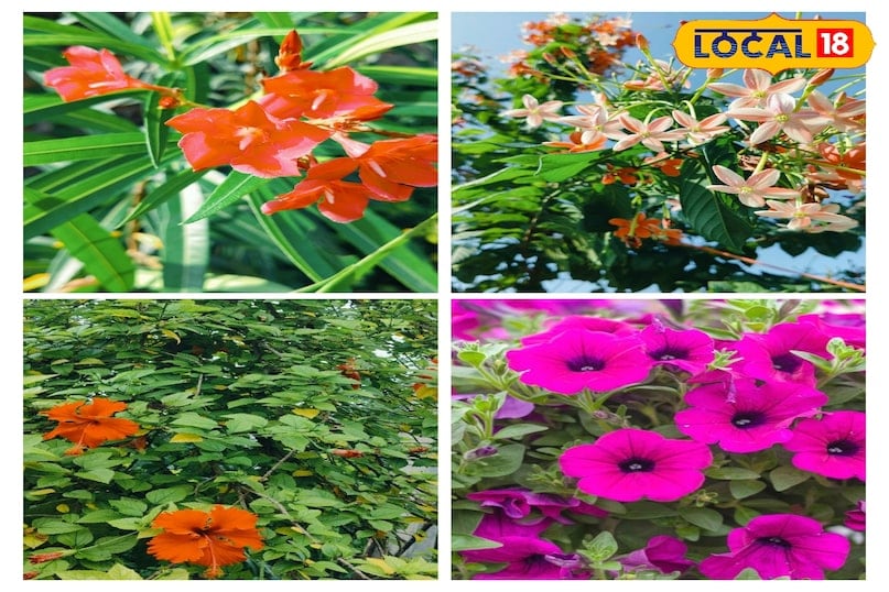 For gardening enthusiasts, flowering plants that bloom year-round can transform a home into a fragrant and colourful haven. These plants not only add beauty but also fill spaces with a delightful aroma. (News18 Hindi) 
