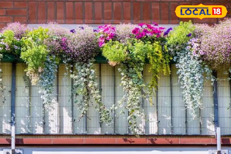 Roses are among the most popular choices for balconies. Known for their elegance and charm, roses come in multiple shades such as red, pink, and even blue. Easy to grow and widely available, they instantly enhance the overall look of a space. (News18 Hindi) Roses are among the most popular choices for balconies. Known for their elegance and charm, roses come in multiple shades such as red, pink, and even blue. Easy to grow and widely available, they instantly enhance the overall look of a space. (News18 Hindi)