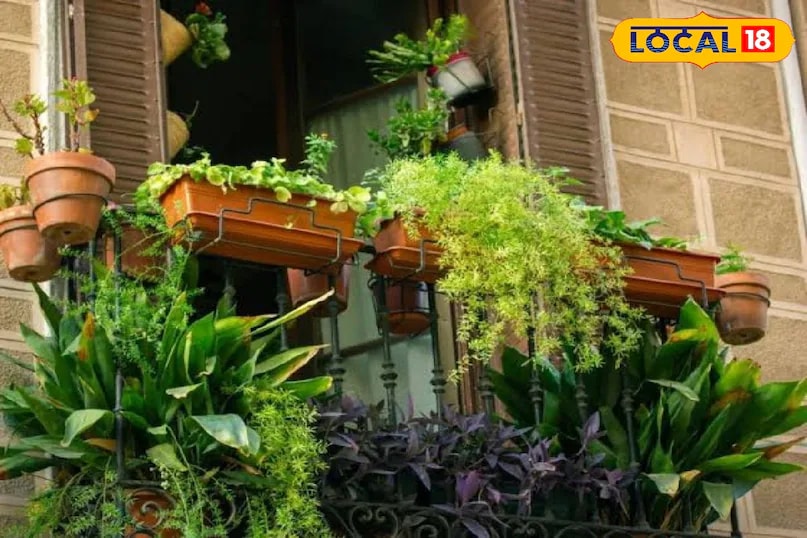 Flowers such as rose, hibiscus, bougainvillea, lily and juhi can be easily grown in pots, making them perfect for balcony gardening. Their fragrance, colours, and charm create a lively atmosphere, offering the perfect spot to enjoy morning tea or unwind in the evening. (News18 Hindi) Flowers such as rose, hibiscus, bougainvillea, lily and juhi can be easily grown in pots, making them perfect for balcony gardening. Their fragrance, colours, and charm create a lively atmosphere, offering the perfect spot to enjoy morning tea or unwind in the evening. (News18 Hindi)