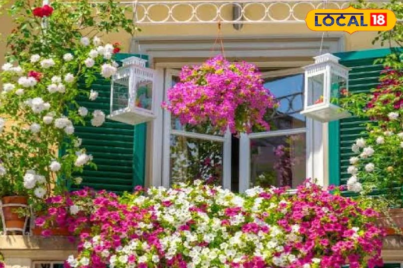 A well-kept balcony not only enhances the beauty of a home but also creates a refreshing space to relax. Planting fragrant and colourful flowers can instantly transform an ordinary balcony into a vibrant and inviting corner. With the right soil, fertiliser, and regular watering, even small balconies can bloom beautifully. (News18 Hindi) A well-kept balcony not only enhances the beauty of a home but also creates a refreshing space to relax. Planting fragrant and colourful flowers can instantly transform an ordinary balcony into a vibrant and inviting corner. With the right soil, fertiliser, and regular watering, even small balconies can bloom beautifully. (News18 Hindi)