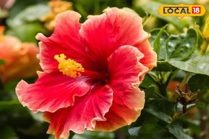 Hibiscus is equally attractive and comes in a wide range of colours. Its large, striking blooms not only beautify the balcony but also add a cheerful touch. Multi-coloured hibiscus varieties further enhance the visual appeal of the space. (News18 Hindi) Hibiscus is equally attractive and comes in a wide range of colours. Its large, striking blooms not only beautify the balcony but also add a cheerful touch. Multi-coloured hibiscus varieties further enhance the visual appeal of the space. (News18 Hindi)
