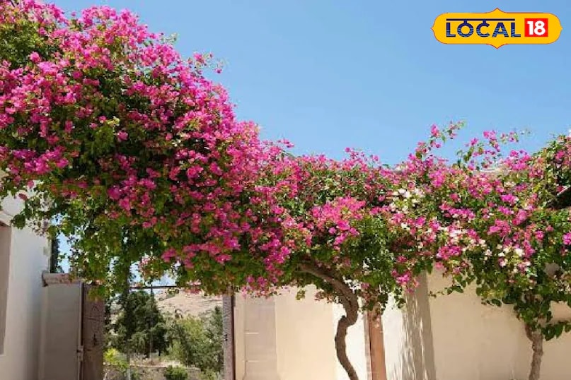Bougainvillea is another ideal option, especially for balconies with walls or railings. Its bright, colourful bracts resemble flowers and create a garden-like appearance. Bougainvillea is low-maintenance and thrives even in small spaces, adding a tropical feel. (News18 Hindi) Bougainvillea is another ideal option, especially for balconies with walls or railings. Its bright, colourful bracts resemble flowers and create a garden-like appearance. Bougainvillea is low-maintenance and thrives even in small spaces, adding a tropical feel. (News18 Hindi)