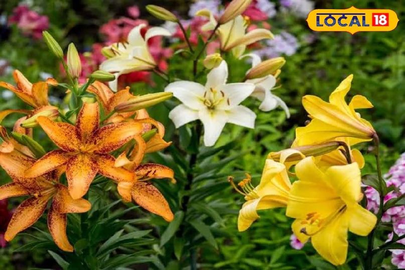 For fragrance, lilies are considered one of the best choices. Though small in size, their blossoms are striking and fill the air with a soothing scent. Lilies are available in several colour varieties and add elegance to any balcony. (News18 Hindi) For fragrance, lilies are considered one of the best choices. Though small in size, their blossoms are striking and fill the air with a soothing scent. Lilies are available in several colour varieties and add elegance to any balcony. (News18 Hindi)