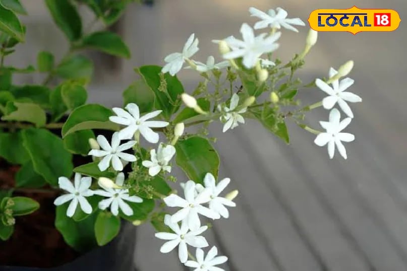 Juhi, commonly known as jasmine, is another flower that blends beauty with fragrance. Its delicate white blooms symbolise peace and purity while captivating anyone who sees them. Planting juhi in the balcony ensures a refreshing and calming environment at home. (News18 Hindi) Juhi, commonly known as jasmine, is another flower that blends beauty with fragrance. Its delicate white blooms symbolise peace and purity while captivating anyone who sees them. Planting juhi in the balcony ensures a refreshing and calming environment at home. (News18 Hindi)