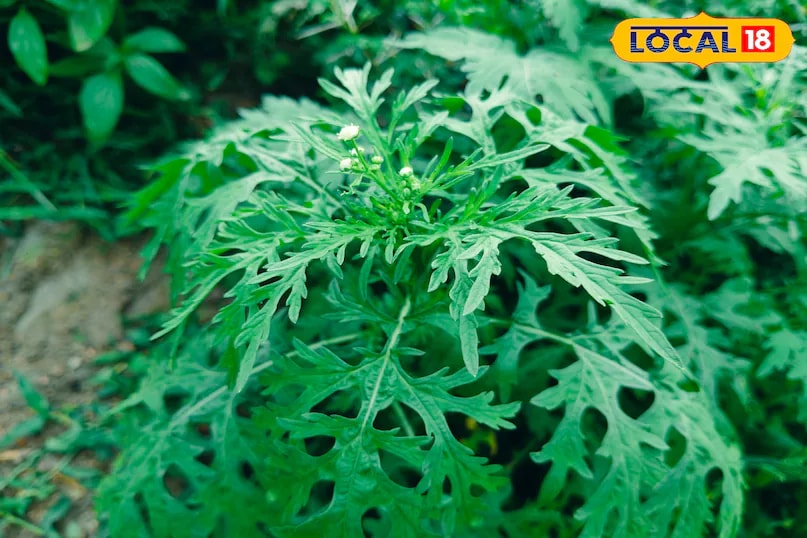 Dr Kamlesh Ahirwar, a scientist at Nowgong Krishi Vigyan Kendra in Chhatarpur, Madhya Pradesh, states that carrot grass can reduce food crop production by up to 40 percent. (News18 Hindi)