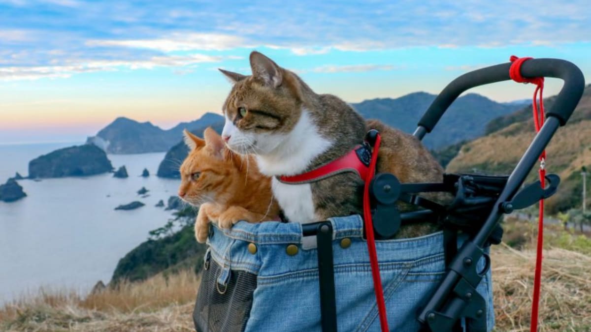 Travelling With Your Cat In The Rainy Season? Here’s What You Should Know | Travel News