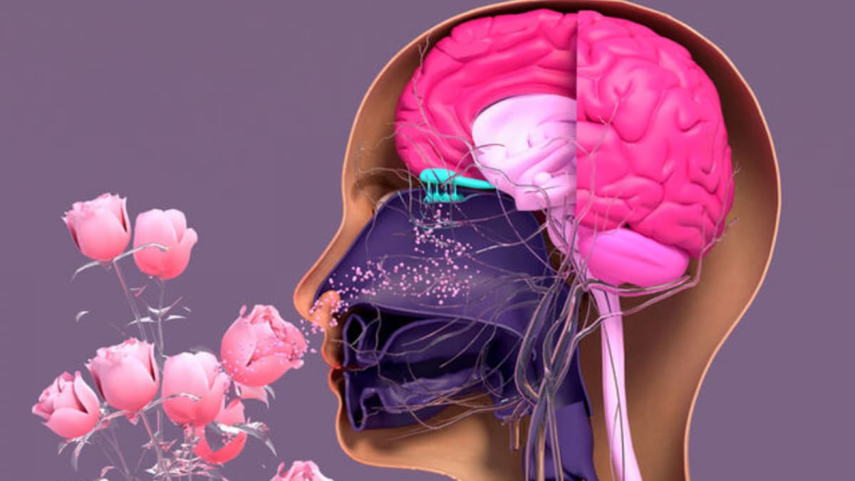 Why Smells Can Instantly Trigger Forgotten Memories