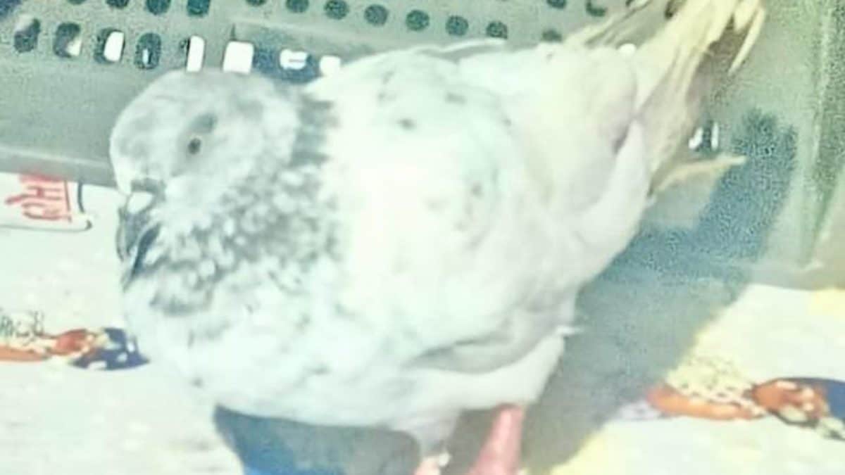 Jammu Station On Alert After Pigeon With ‘IED Blast’ Threat Caught Near India-Pakistan Border