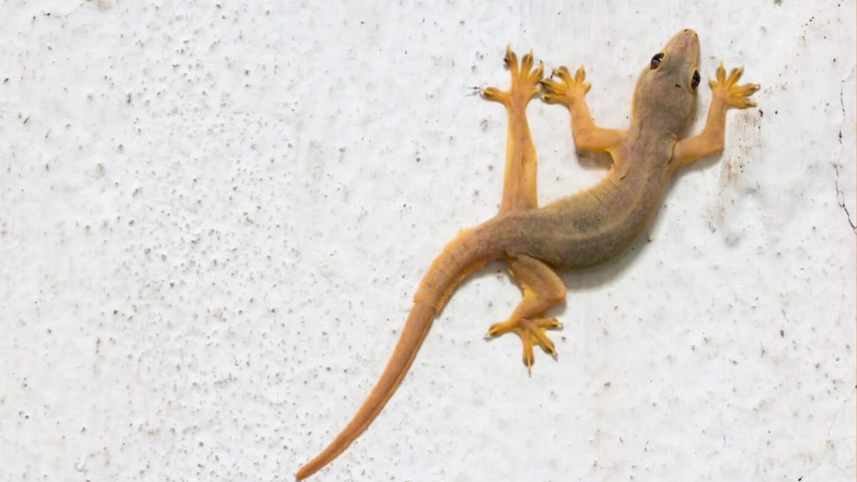 <div>Say Goodbye To Lizards At Home With This Re 1 Trick That Is Natural & Safe</div>