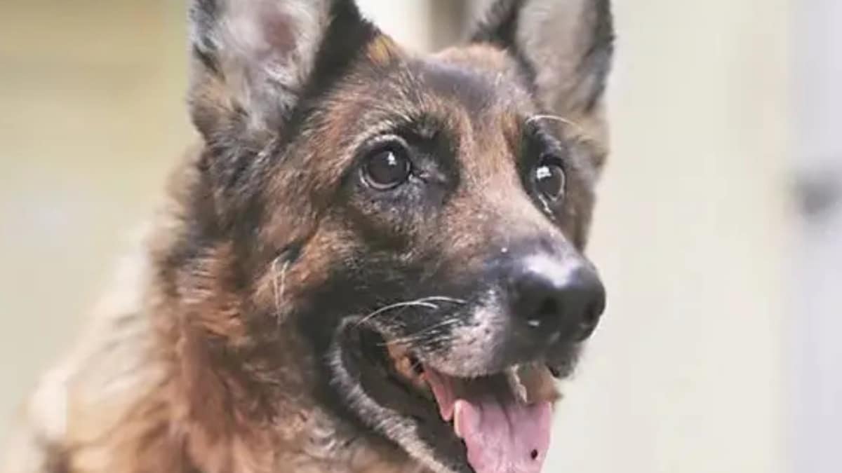 Sniffer Dog Bites 4-Year-Old Boy At Kolkata Airport, Family Cancels Malaysia Trip