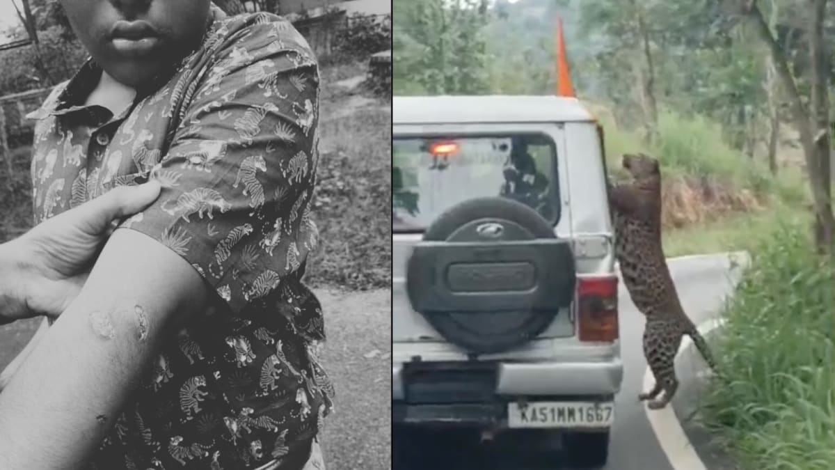 Leopard Leaps At Safari Vehicle And Scratches Teen At Bengaluru’s Bannerghatta Park | Video Leopard Leaps At Safari Vehicle And Scratches Teen At Bengaluru’s Bannerghatta Park | Video