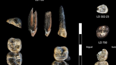 Fossilized teeth found in Ethiopia's Afar region.