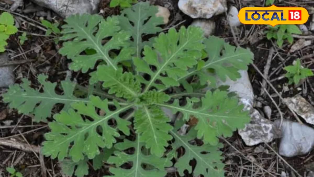 What Is Carrot Grass: Deadly ‘Famine Weed’ Spreading In 39 Countries, Including India