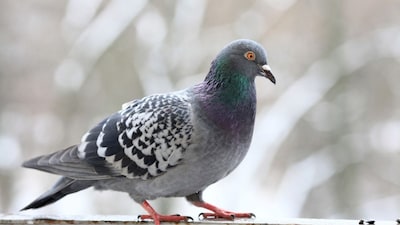 Bombay HC upholds Pigeon feeding ban order | Representative 