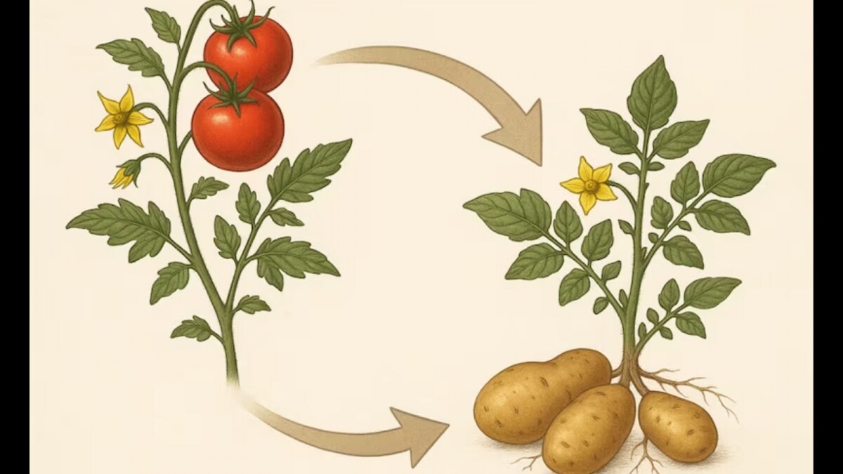 Potatoes Evolved from Tomatoes: New Study Reveals Origin