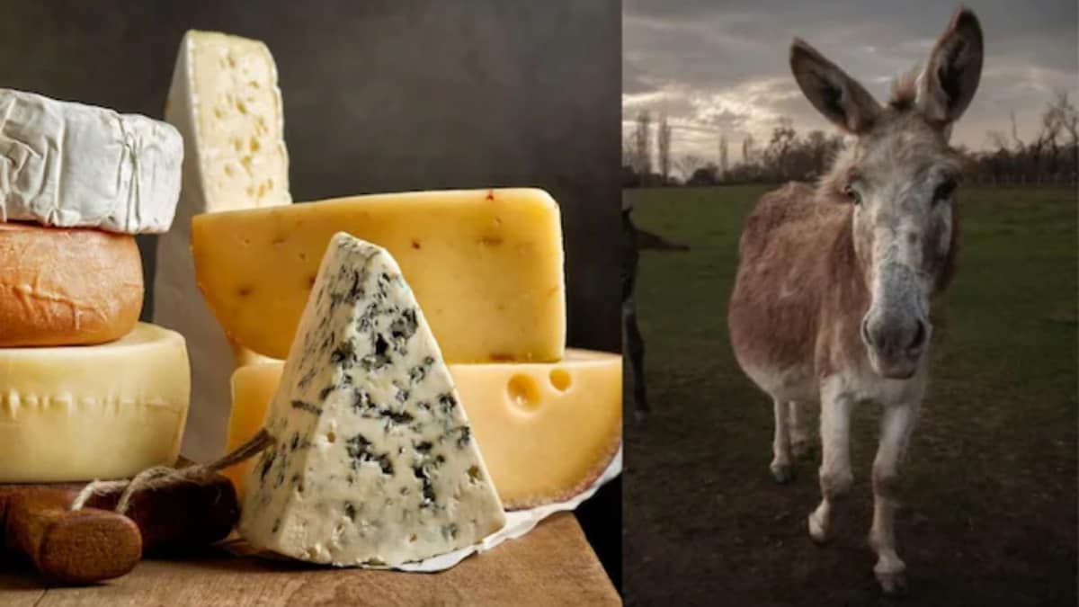 World’s Most Expensive Cheese Comes From Donkeys. Can You Afford A Taste?