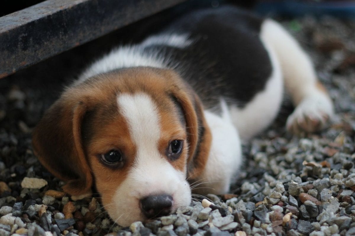 Wrapped In Warmth: Simple Ways To Keep Your Puppy Happy This Winter