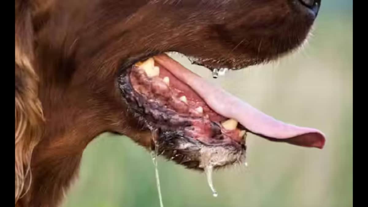 Warning 'Shot': Australia Flags Fake Rabies Vaccine In India