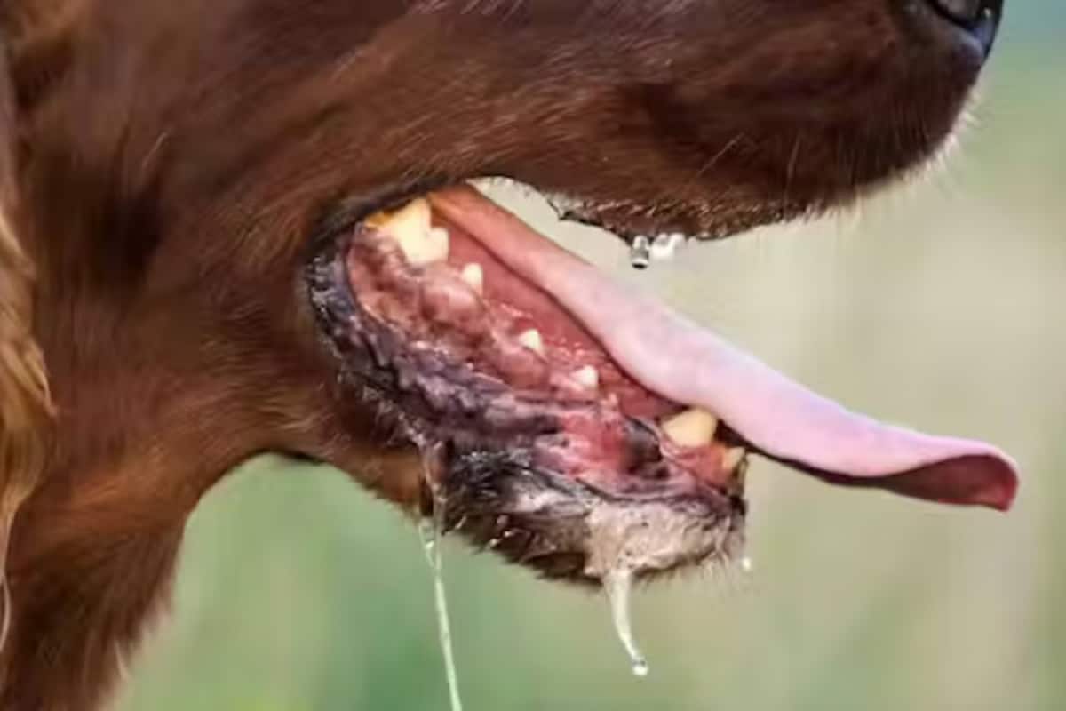 Rabies To Be Declared A Notifiable Disease In Delhi: What You Need To Know