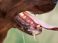 Experts warn rabies is untreatable once symptoms appear. (News18 Hindi)