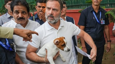 Rahul Gandhi opposes SC's stray dog order (PTI File Image)